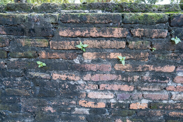 Many years old brick wall, moss on it