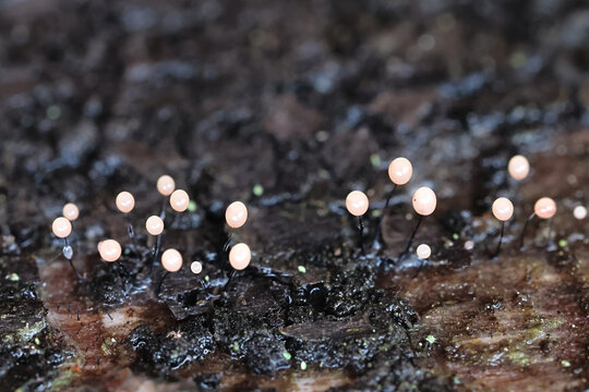 Comatricha nigra, a plasmodial slime mold, sporangia on decaying wood in Finland