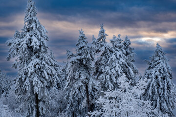 View of snow-covered conifers on the Großer Feldberg in Taunus / Germany at dusk 