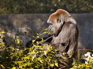 Scenic shot of an adorable gorilla living at the Kansas City Zoo, Missouri, United States
