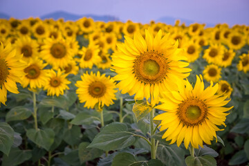 Obraz premium Closed up sunflowers in the Sunflower field with clear sky in the morning