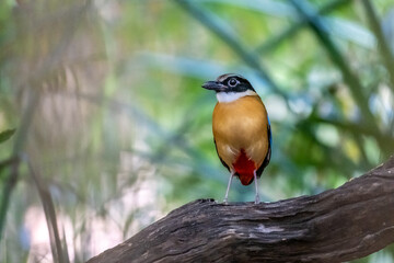 Blue-winged Pitta (Pitta moluccensis) beautiful multiple colors bird standing on log, breeding visitor thailand.