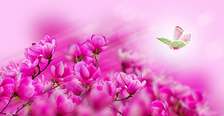 Twig with blooming pink magnolia flowers, butterfly and ladybug closeup over pink background....