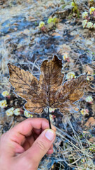 A hand holding a frozen leaf above the frozen ground. The leaf is brownish, it has visible hoarfrost around its shape. Ground frost in Alps. Still nature