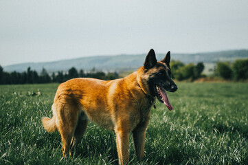 Selective of a German Shepard type dog in a field on a summer day