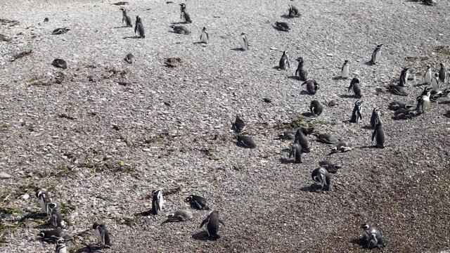 An HD of a penguin group on the beach sand