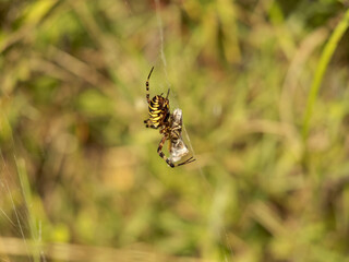 Female Wasp Spider on a Web