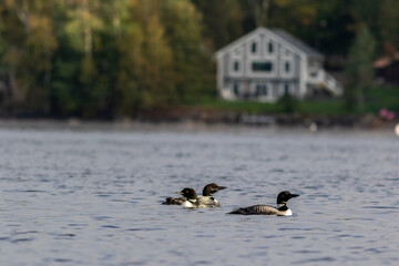 Common loons swimming in the lake. Moosehead Lake, Maine, United States.