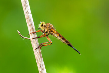 robber fly, assassin fly