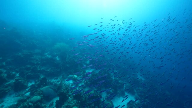 Seascape with School of Boga Fish in the coral reef of the Caribbean Sea, Curacao