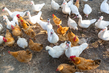 Chickens and ducks on the farm