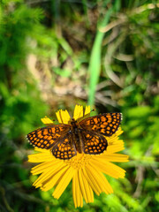 A closeup view on a Boloria butterfly pollinating a yellow flowers in the summer day, soft green background. The butterfly absorbs the sun. It has a lot of black spots. Calmness and peace.