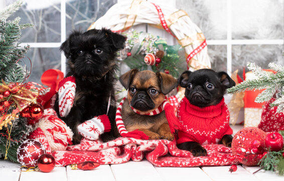 Puppy brussels griffon, brabancon, New Year's puppy, Christmas dog, christmas dachshunds