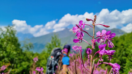 A man sitting between the bushes of Rosebay Willowherb blooming in high Caucasus mountains in Georgia. There are high, snowcapped peaks in the back. Thick clouds in the back. Purple flowers. Happy