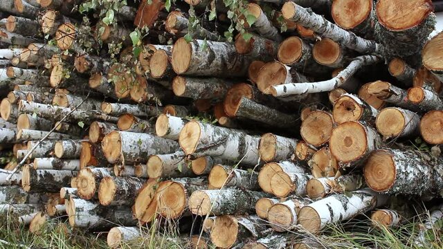 A pile of birch firewood lies on the grass. Chopped firewood stacked in a pile. Pile of logs for fireplace