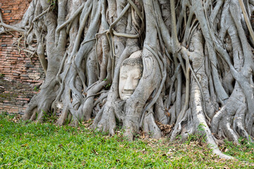 Fototapeta na wymiar Buddha head embedded in a Banyan tree at Wat Mahathat complex, an iconic and famous tourist site in Ayutthaya, Thailand.