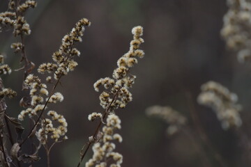 jesienny kwiat nawłoci