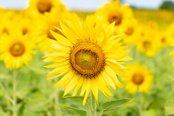 Beautiful yellow color sunflower with the blue sky background