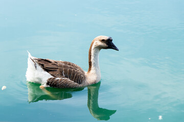 Obraz premium Brown white color goose swimming in lake background