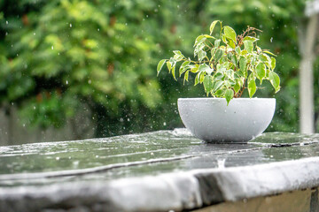 a rainy day for a flower in a pot


