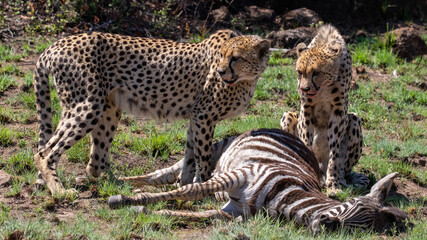 Couple of cheetahs killed a zebra in the wi © Jp Vd Merwe/Wirestock