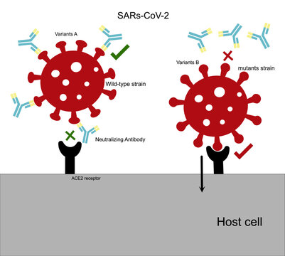 The wild-type strain of SARs-CoV-2 (COVID-19) that bind with neutralizing antibodies can't invade host cells whereas mutant strain (variant) can evade the immune that result in viral infection.
