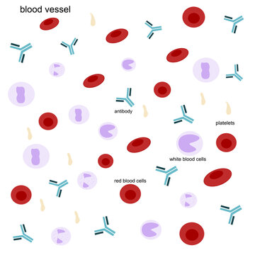 The red blood cells, white blood cells and antibodies that produce by immune cells to against the pathogen infection in body. The picture show in blood vessel.
