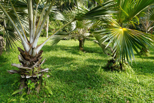 Closeup of Latania verschaffeltii, the yellow latan palm trees in the garden.