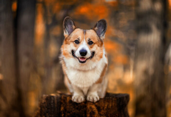 Naklejka na ściany i meble portrait of a young beautiful corgi dog sitting n apne in an autumn golden park