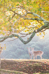 奈良 - 【奈良公園（飛火野）の鹿と紅葉】