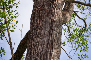 Closeup of the Tembusu tree trunk. A large evergreen tree in the family Gentianaceae.