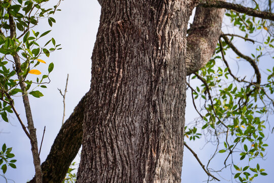 Closeup of the Tembusu tree trunk. A large evergreen tree in the family Gentianaceae.