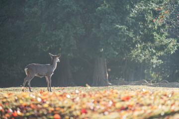 奈良 - 【奈良公園（飛火野）の鹿と紅葉】