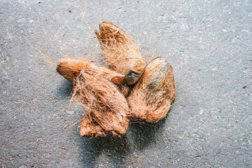 Brown coconut husks, Ripe coconut with husks.