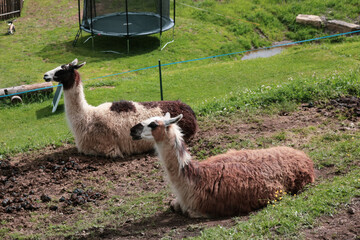 Fototapeta premium Dolomiti