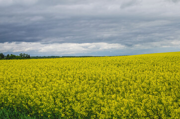 Obraz premium The concept of a rich harvest. Rural landscape in cloudy weather