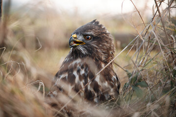 Closeup of common buzzard (Buteo buteo) with tongue out sitting on the ground in tall grass. Injured dying raptor rescue. Reflection in the eye of a bird of prey under a tree stand.
