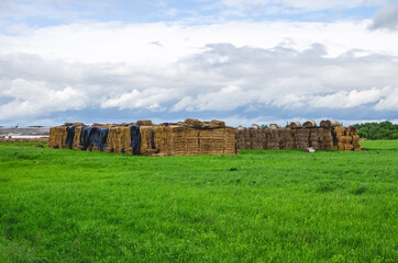 Square bales of straw were covered with black oilcloth that was torn by the wind during storage in...