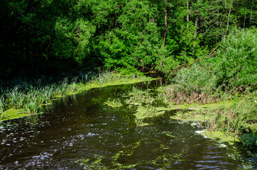 The river flows through the forest, and trees and grass grow by the water on the shore