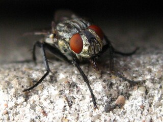 The insect is sitting on a plant and taken in close-up.
