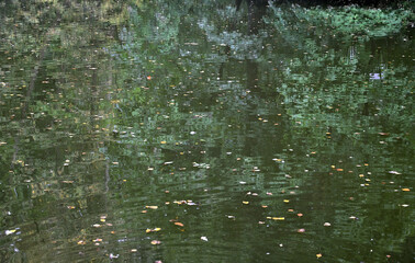 Reflection of trees on the water in an autumn park
