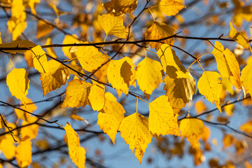 Birch branches with yellow fall leaves are on a blue sky background in a park in autumn
