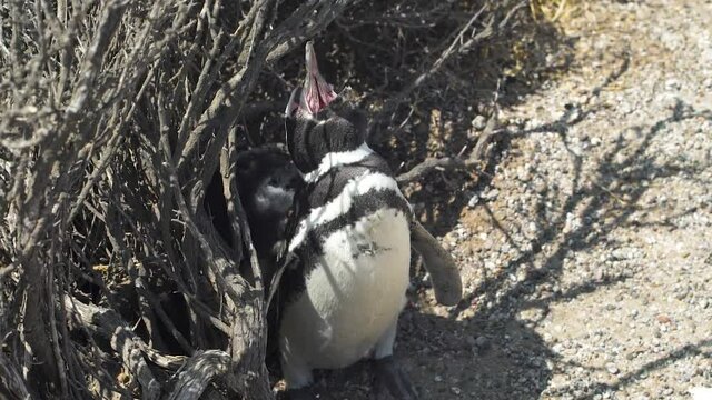 An HD of a Spheniscus penguin yawnin