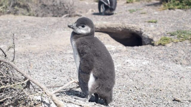 An HD of a gray penguin standing alone on the sand