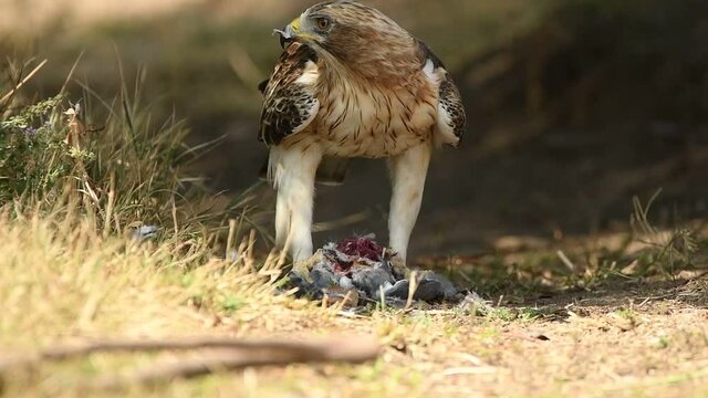 Aguila calzada con presa