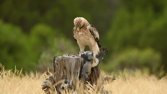 Aguila calzada con presa