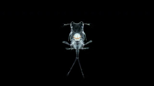Beautiful crustacean Copepoda Copilia sp. under microscope, family Sapphirinidae. Eyes have two large lenses like a telescope. Red sea
