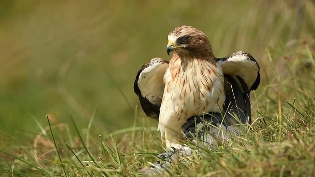Aguila calzada con presa