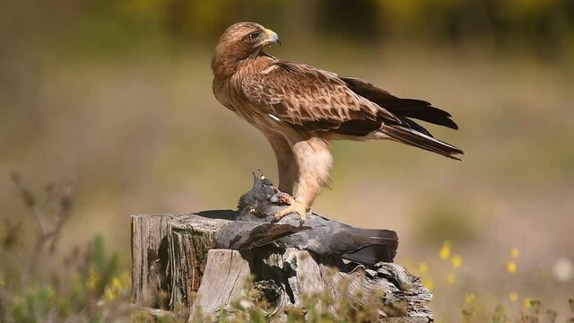 Aguila calzada con una presa sobre el tronco