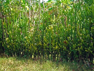 Kakteen-Hecke auf Kuba